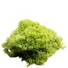 Muschio Nordico 450gr Verde mela